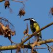 Mésange charbonnière décrochant une akène