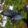 Pigeon biset mangeant des fruits de micocoulier