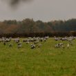 Grues cendrées en Brenne