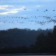 Grues cendrées en Brenne