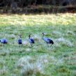 Grues cendrées en Brenne