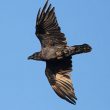 Deux Lagopèdes des saules attaqués simultanément par un Grand Corbeau et une Buse pattue