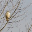 Buse variable « blanche »