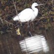 Aigrette garzette et ses pattes jaunes