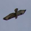 Buse variable