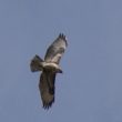 Buse variable