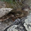 Sur les rochers des quais d’Ouchy