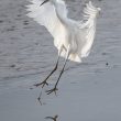 Aigrette garzette sur l’étang d’Outines