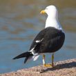 Baguer les Goélands bruns pour comprendre leur biologie