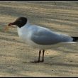 Mouette rieuse