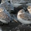 Bécasseaux sanderlings au repos