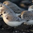 Bécasseaux sanderlings au repos