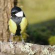 Mésange charbonnière mâle