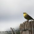 Bruant jaune mâle