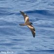 Observation des oiseaux marins : le potentiel méconnu des Seychelles