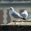 Mouette rieuse