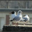 Mouettes rieuses