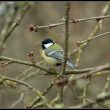 Mésange charbonnière