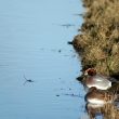 Couple de Canards siffleurs