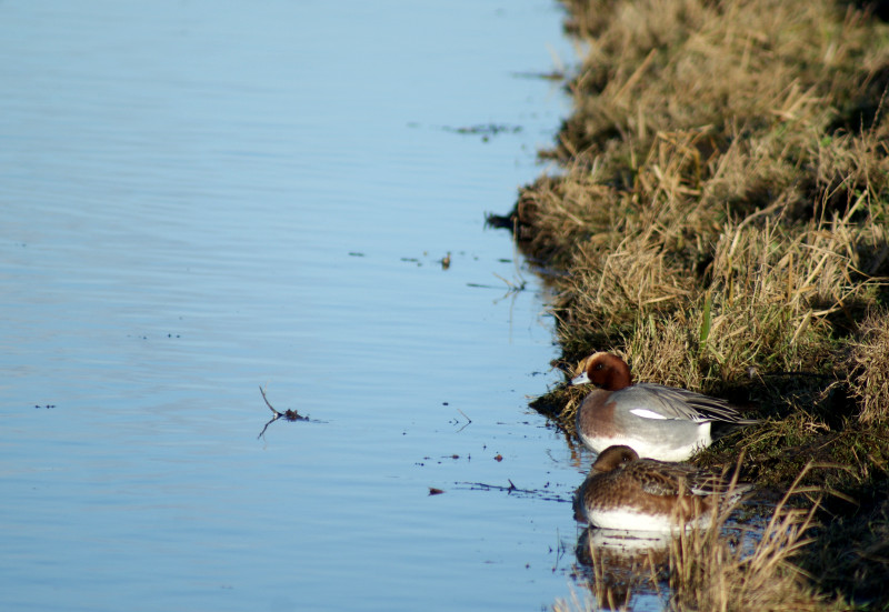 Couple de Canards siffleurs