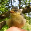 Jeune Mésange bleue