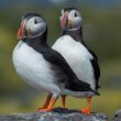 Les échouages massifs du début 2014 ont sévèrement touché la colonie de macareux de Skomer