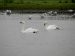 Cygne de Bewick | Cygnus columbianus bewickii | Bewick’s Swan