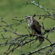 Buse variable juvénile