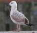 Goéland pontique | Larus cachinnans | Caspian Gull