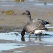 Bernaches cravants dans le bassin d’Arcachon