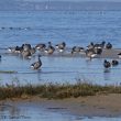 Bernaches cravants  dans le bassin d’Arcachon