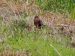 Busard cendré | Circus pygargus | Montagu’s Harrier