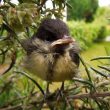 Jeune mésange charbonnière