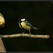 Mésange charbonnière