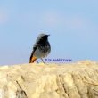 Rougequeue noir de la sous-espèce gibraltariensis