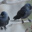 Couple de Choucas des tours