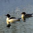 Couple de Harles bièvres