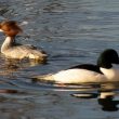 Couple de Harles bièvres