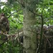 Nidification de la Buse variable en milieu rupestre dans les Pyrénées