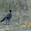 Geai des chênes de la sous-espèce atricapillus