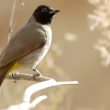 Bulbul d’Arabie