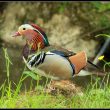 Canard mandarin