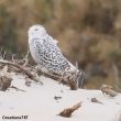 2015, une année « écho » pour le Harfang des neiges en Amérique du Nord ?