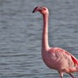 Flamant nain  en camargue