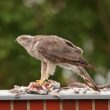 L’Autour des palombes devient urbain