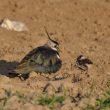 Vanneau huppé et son poussin