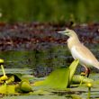 Crabier chevelu en plumage nuptial