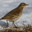 Pipit dans la neige