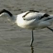 Avocette élégante