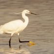 Aigrette garzette